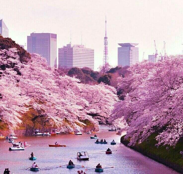 Tokyo Cherry Blossom Season NInja Offer - Image 1