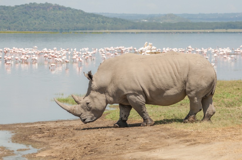 BUCKET LIST: Kenya Small Group Safari - Image 1