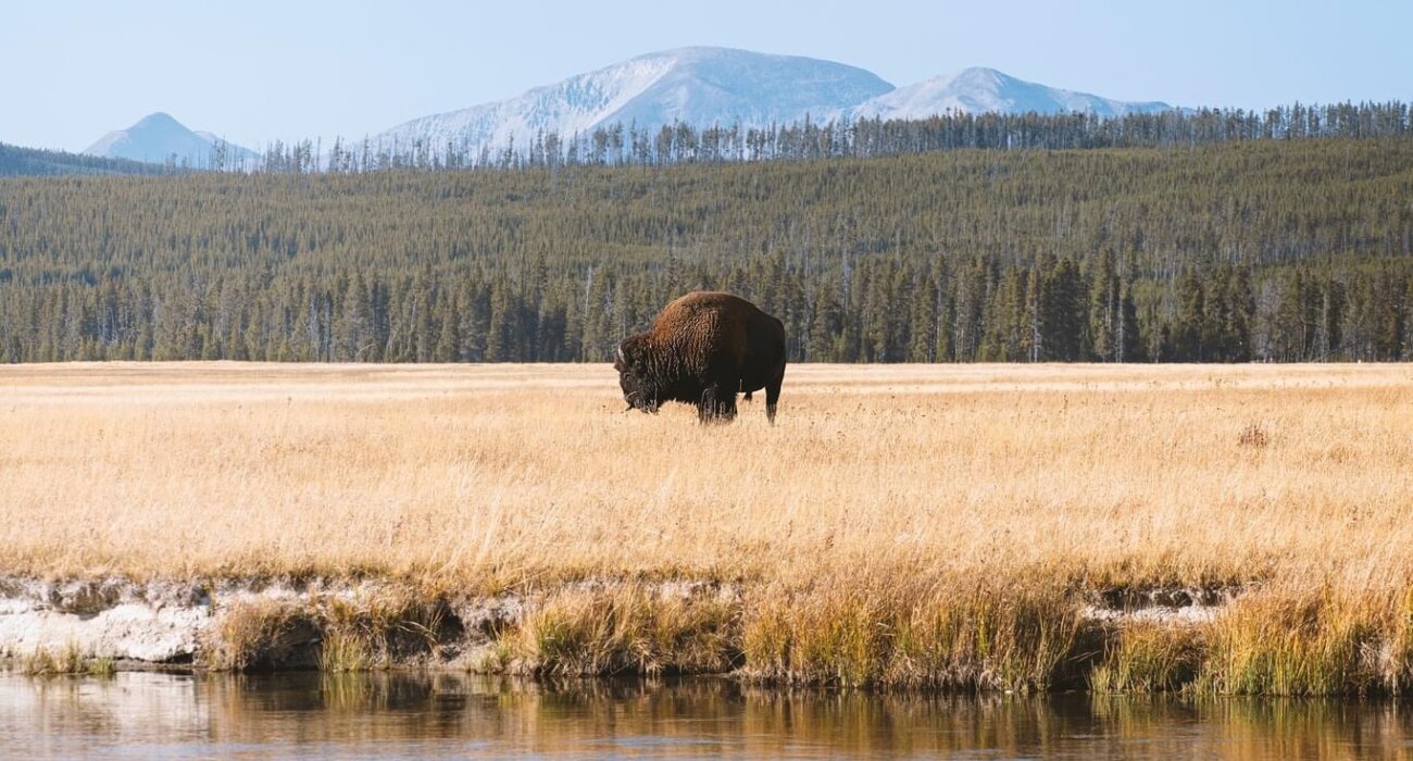 FAO Yellowstone Fans: USA SELF DRIVE PACKAGE - Image 5