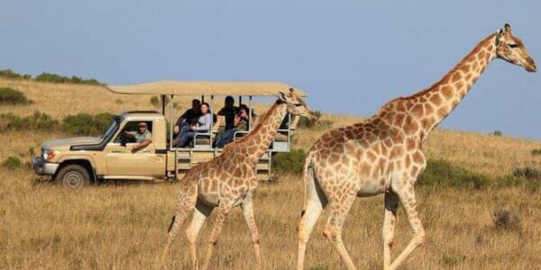 Spring 2025 Cape Town South Africa with Safari Day Trip