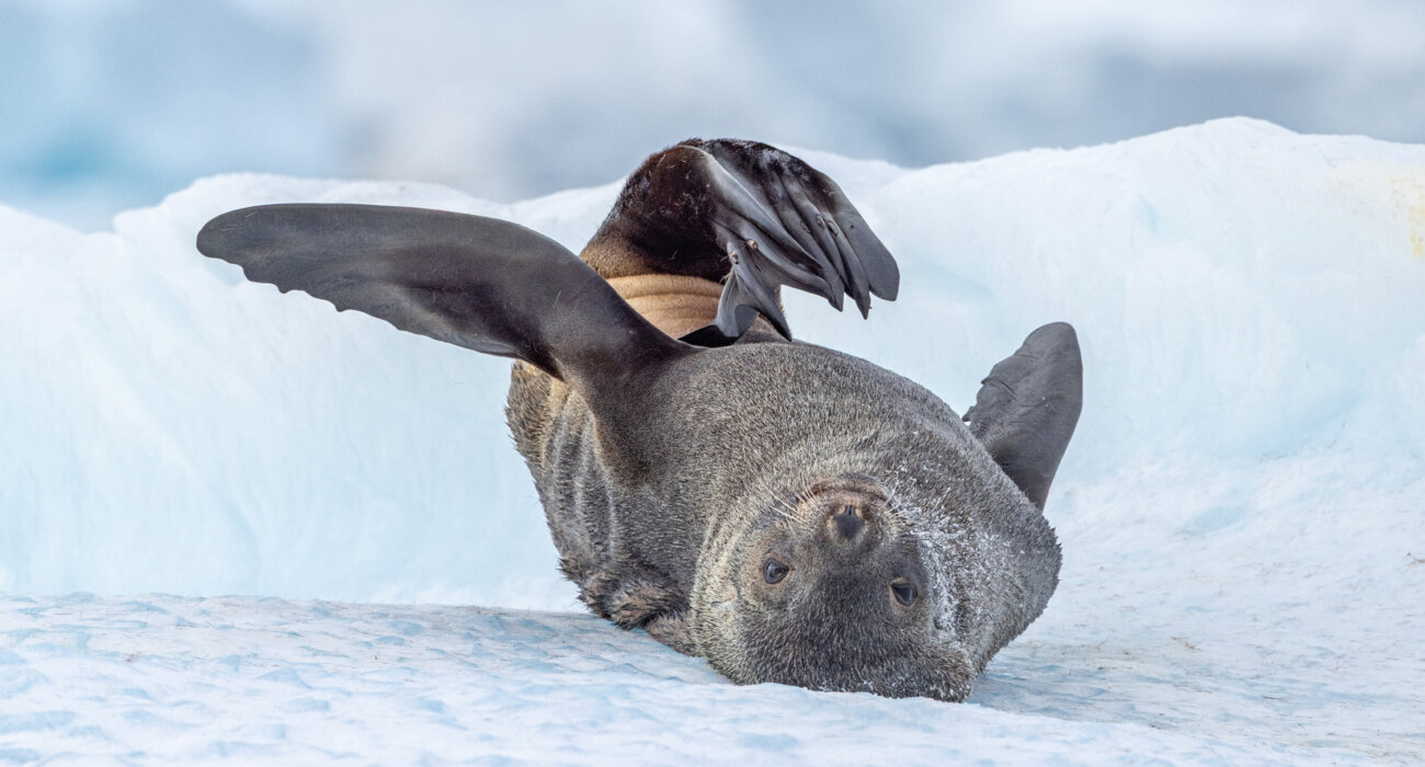 ANTARCTICA IN DEPTH Bucket List NInja Trip - Image 2