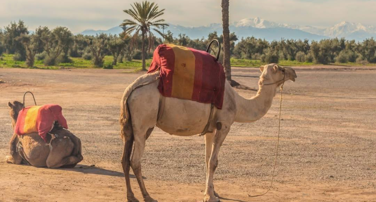 MARRAKECH MOROCCO SHORT BREAKS - Image 2