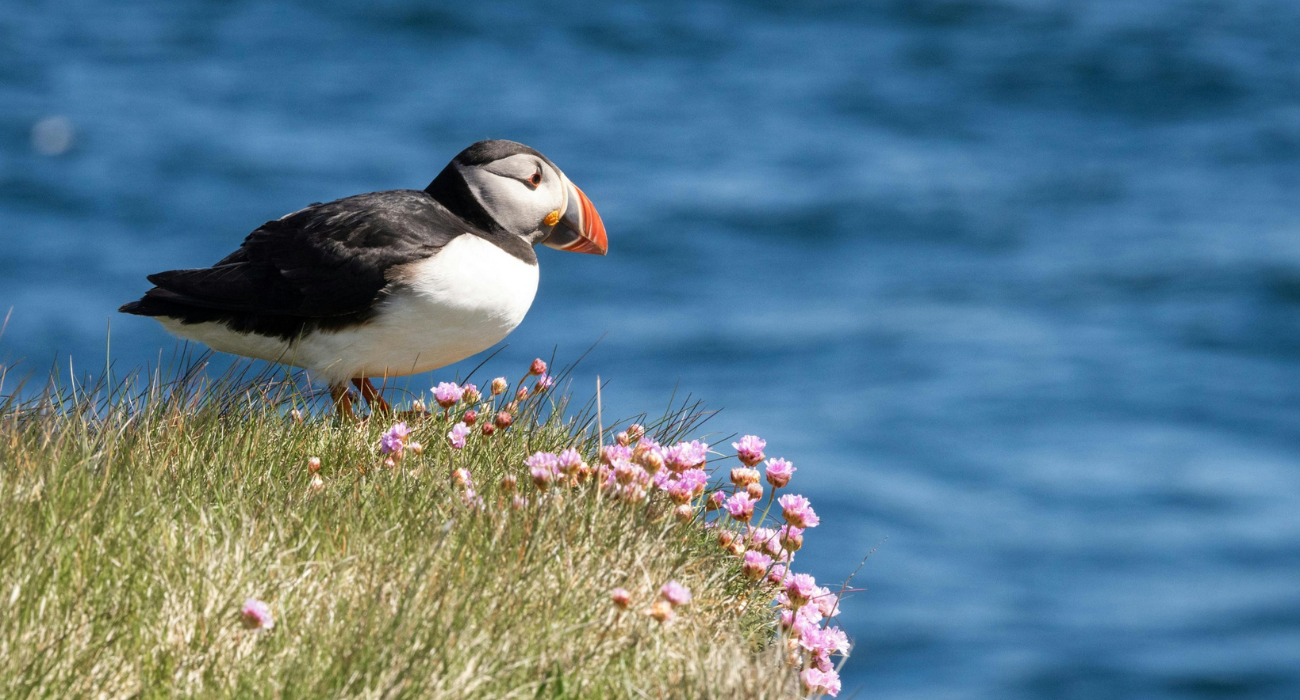 NORTHERN EUROPE CRUISE & 2 NIGHTS ICELAND - Image 4