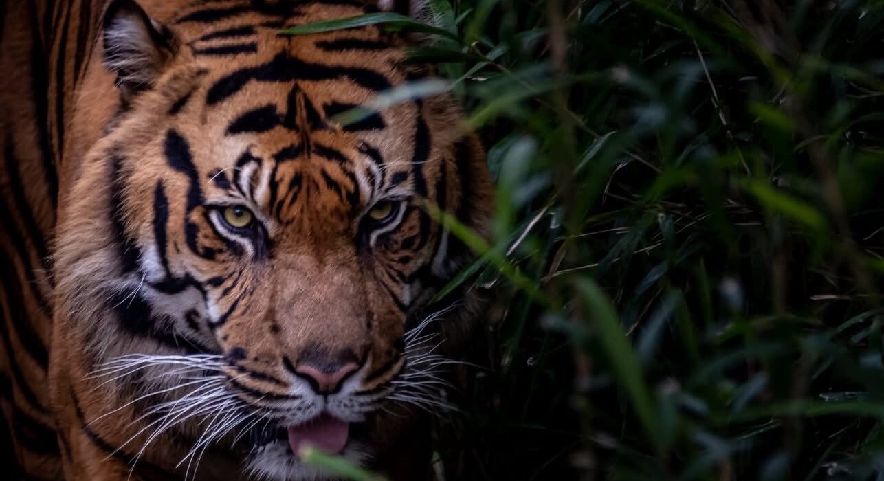 A Luxury Indian Rail Odyssey Premier Collection - Image 3