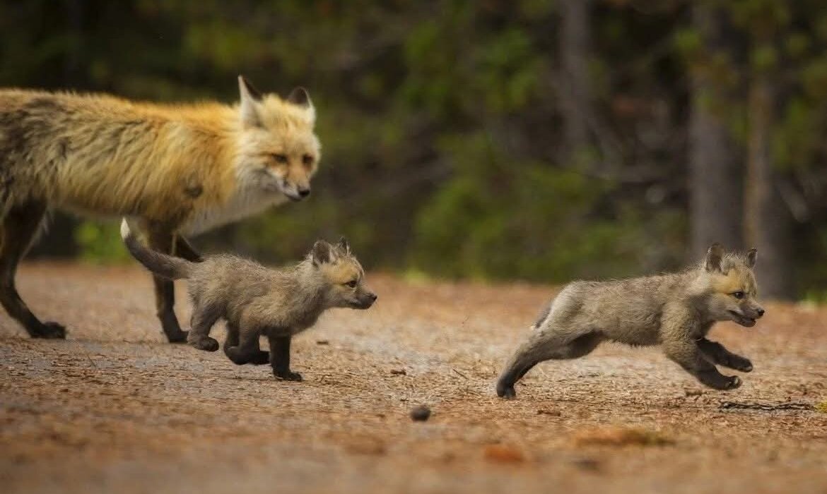 The Great American West Road Trip Adventure - Image 4