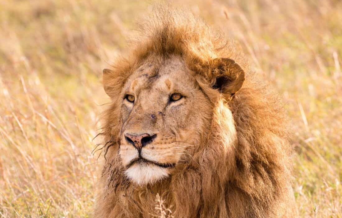 Cape Town, the Garden Route & Safari - Image 2