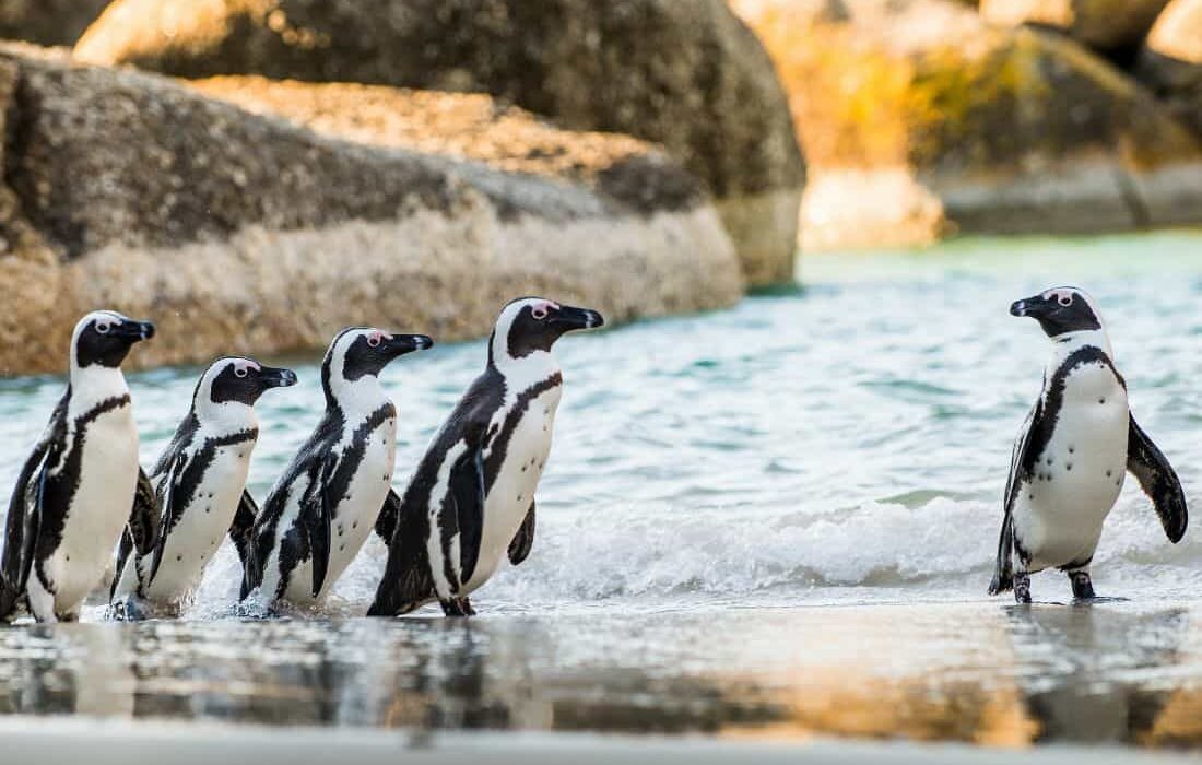 Cape Town, the Garden Route & Safari - Image 4