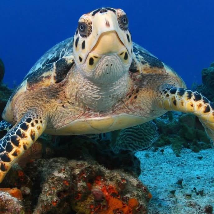 SAIL THE CARIBBEAN ON THE BRAND NEW NCL LUNA - Image 2