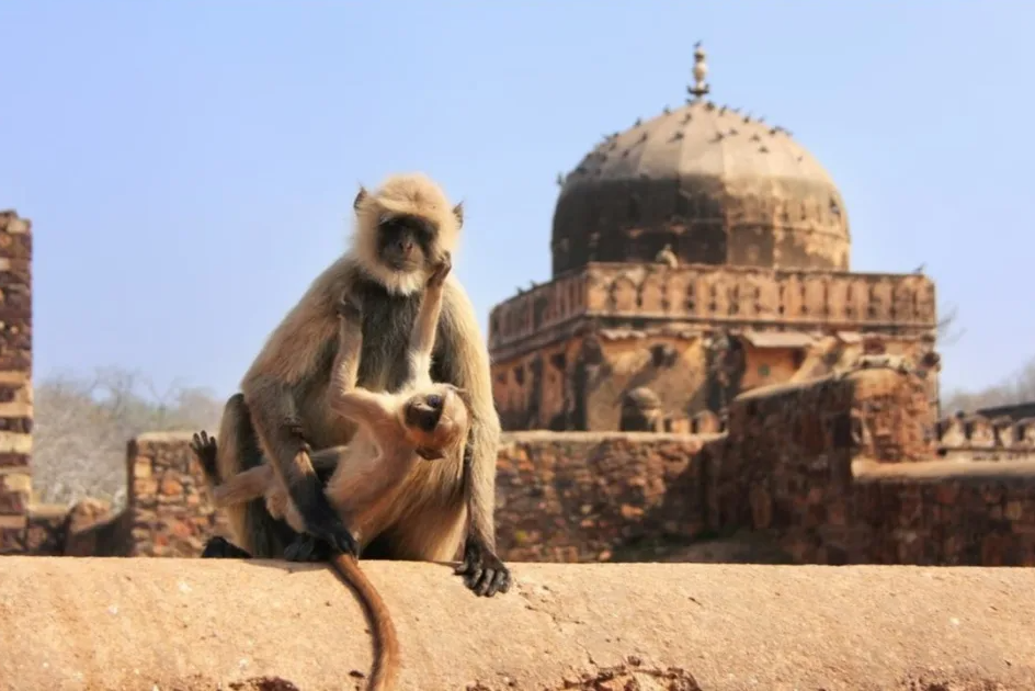 India’s Golden Triangle – Taj Mahal & Safari - Image 5