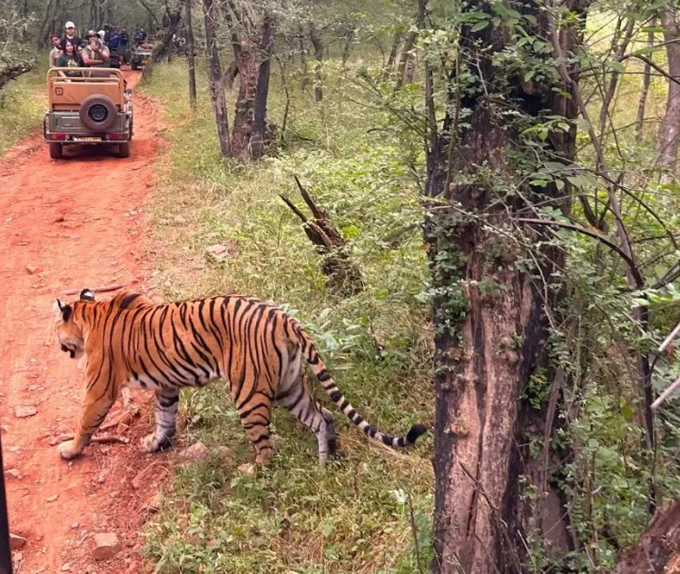 India’s Golden Triangle – Taj Mahal & Safari - Image 6