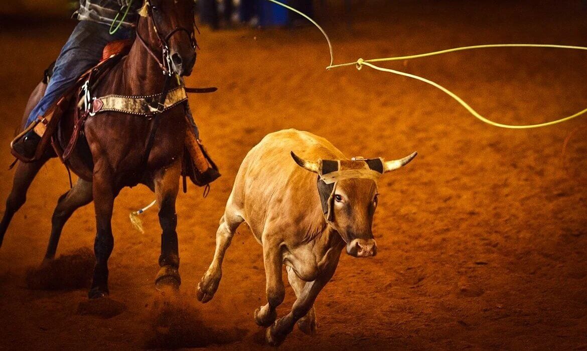 Late Summer Texas Combo – Dallas and Fort Worth - Image 2