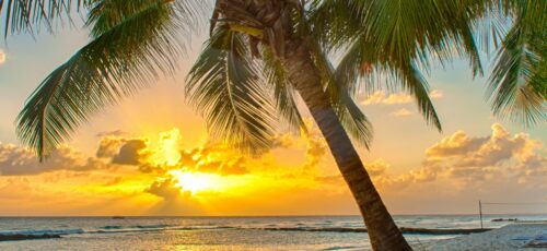 NInja Special Offer Caribbean Dreaming in BARBADOS