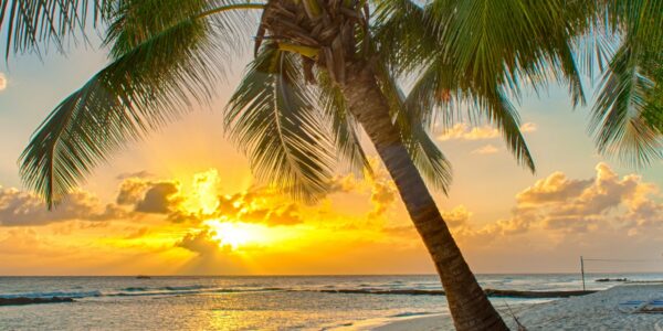 NInja Special Offer Caribbean Dreaming in BARBADOS
