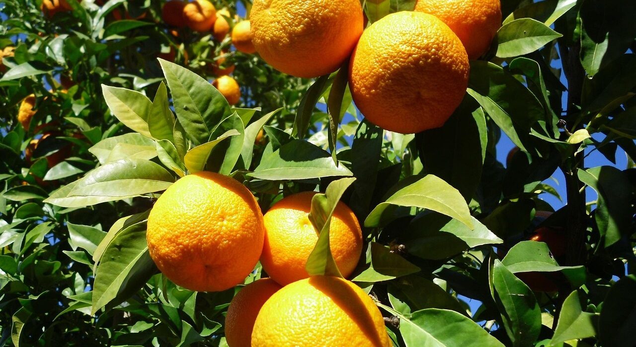 SEVILLE SPAIN LATE NOVEMBER CITY BREAK - Image 2