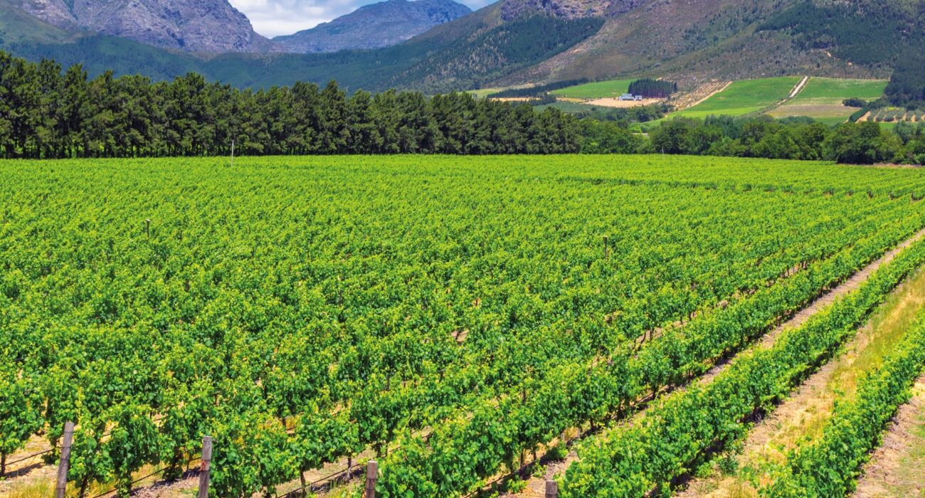 Bucket List South Africa – Cities, Winelands and Safari - Image 2