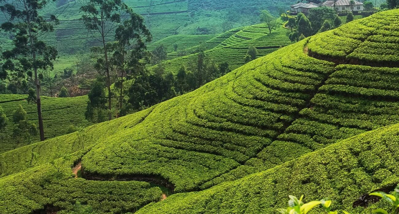 SRI LANKA: Serenity & Adventure – Private Tour - Image 1