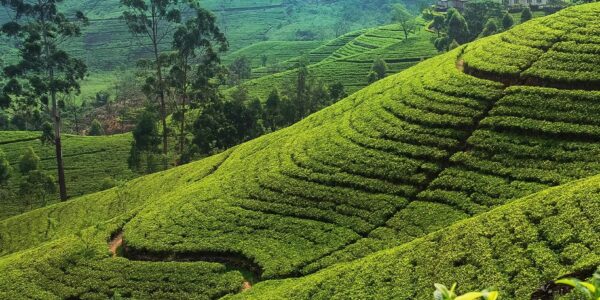 SRI LANKA: Serenity & Adventure – Private Tour