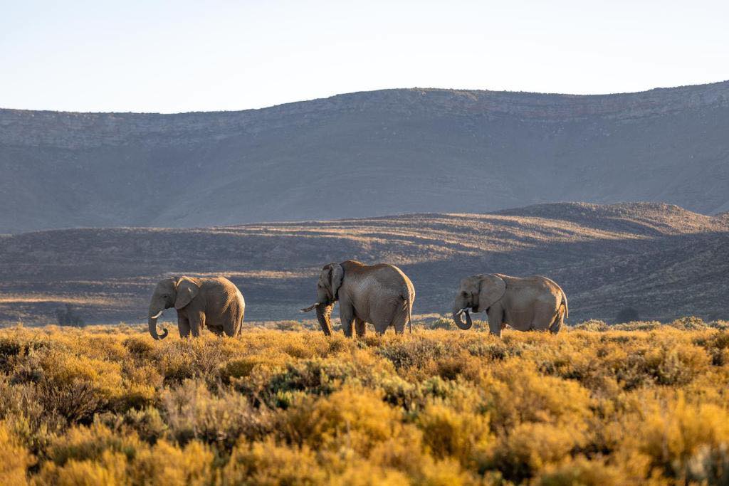 SOUTH AFRICA  – Cape Town & Safari - Image 2