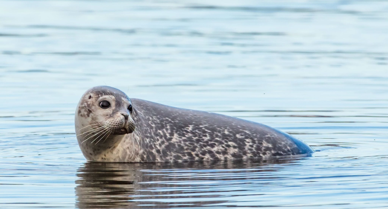 ICELAND CRUISE – PEAK SUMMER SPECIAL - Image 5