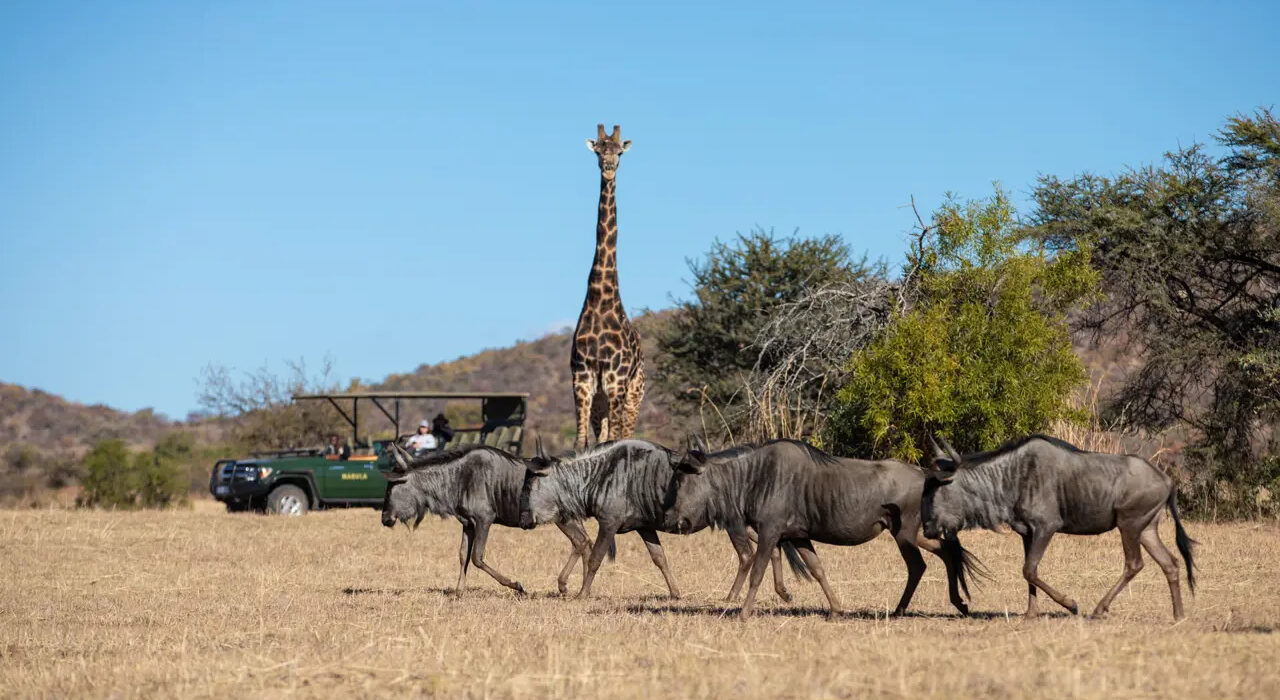 On Safari in South Africa – Mabula Game Lodge - Image 5