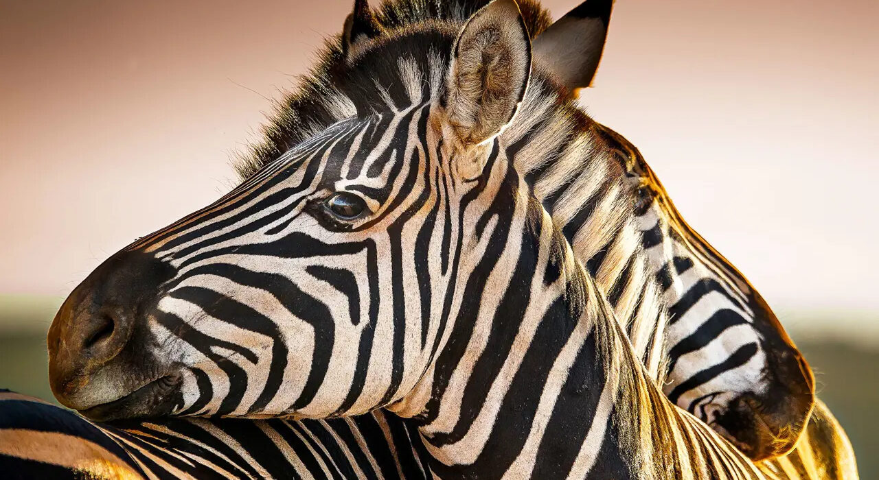 On Safari in South Africa – Mabula Game Lodge - Image 4