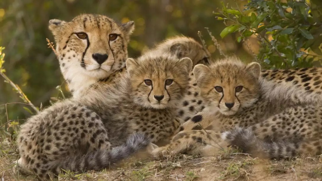 BUCKET LIST South Africa Escorted Tour Offer - Image 4