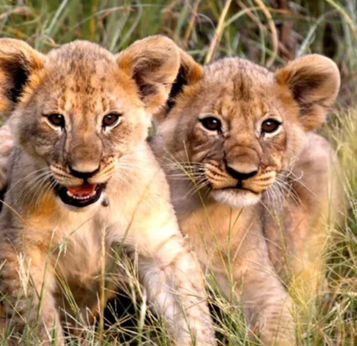BUCKET LIST On Safari in South Africa - Image 7