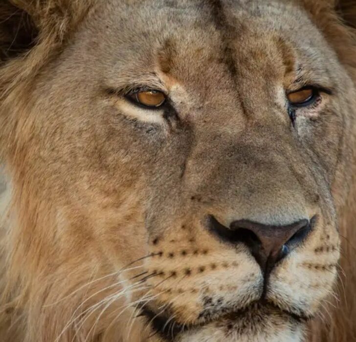BUCKET LIST On Safari in South Africa - Image 6