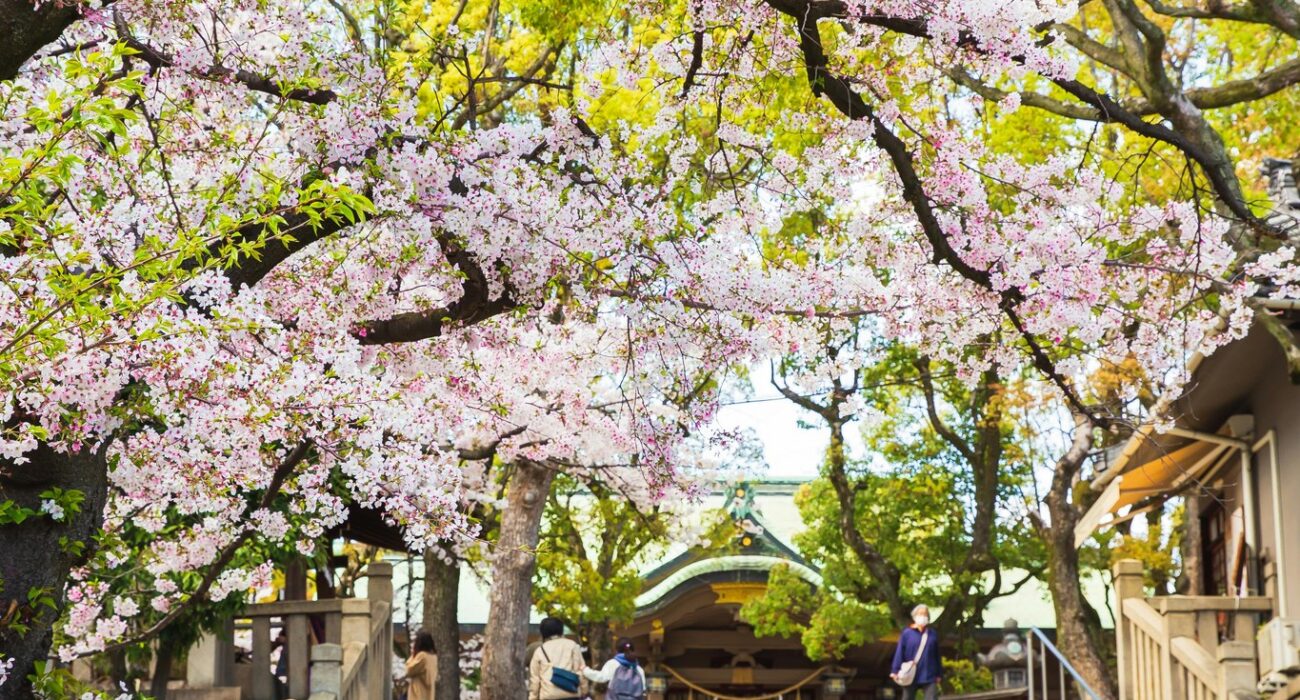 JAPAN SPRING 2027 NINJA MEGA DEAL - Image 3