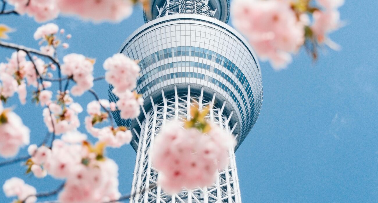 JAPAN SPRING 2027 NINJA MEGA DEAL - Image 6