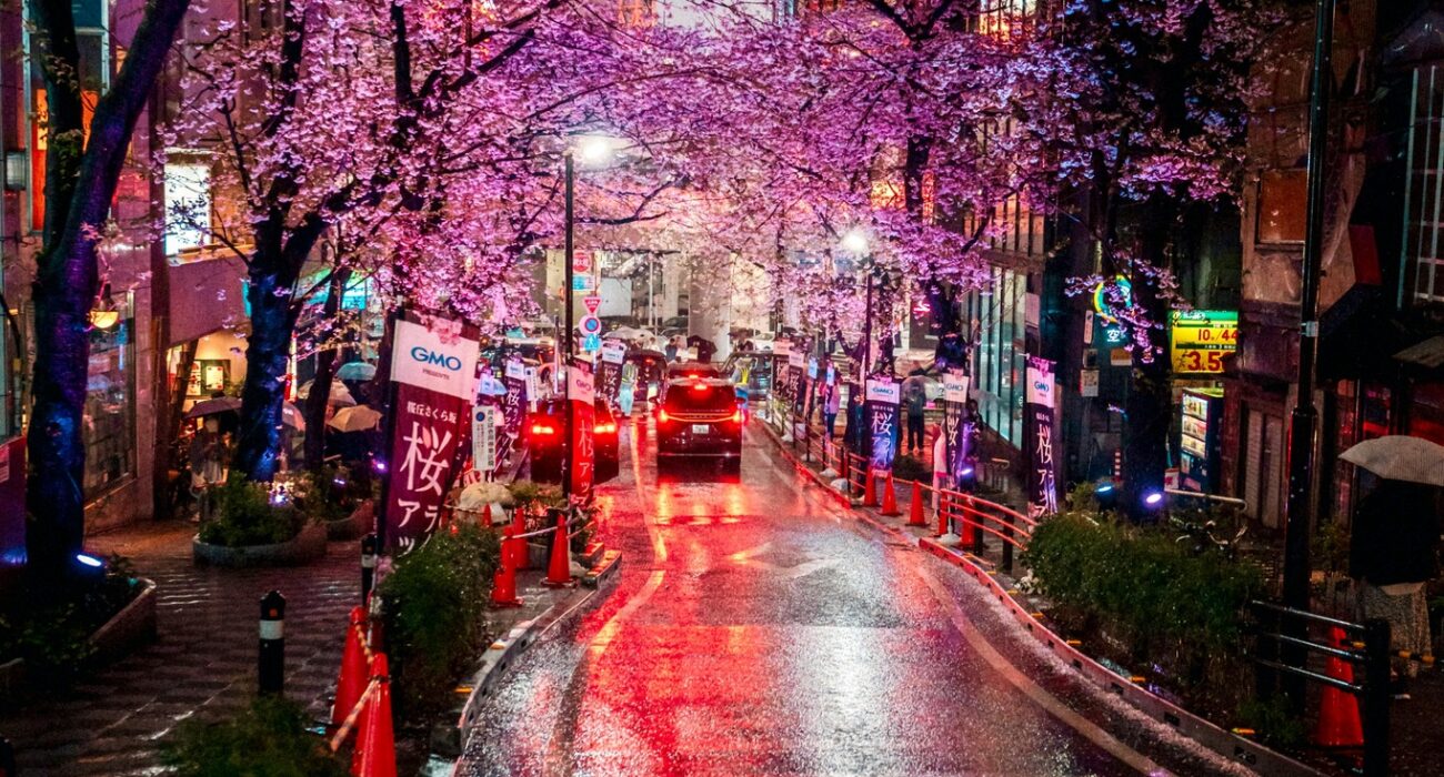 JAPAN SPRING 2027 NINJA MEGA DEAL - Image 7
