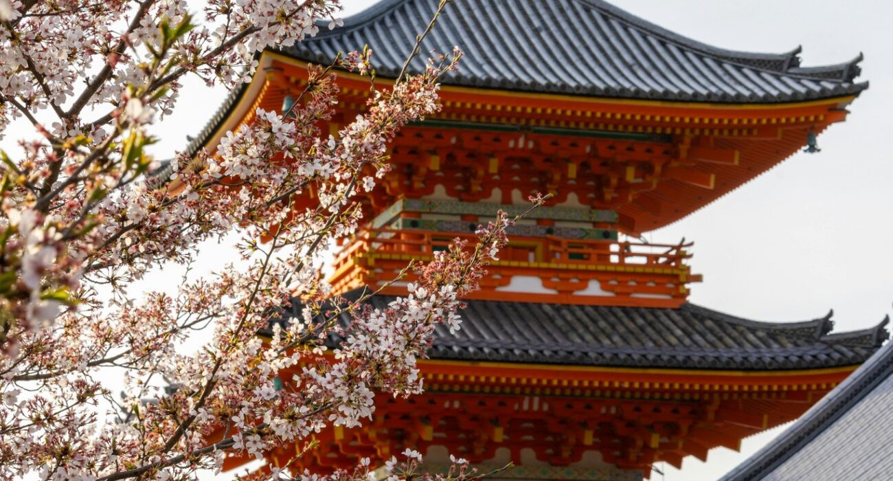 JAPAN SPRING 2027 NINJA MEGA DEAL - Image 8