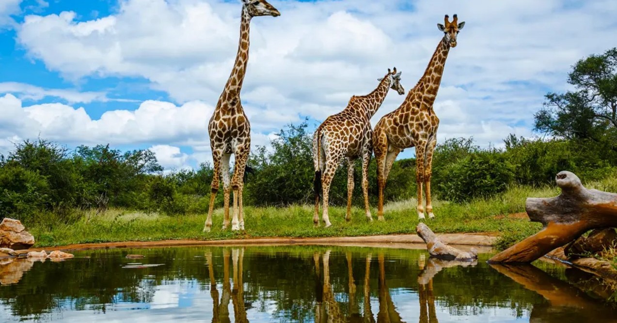 Bucket List Break ….. On Safari in South Africa - Image 8