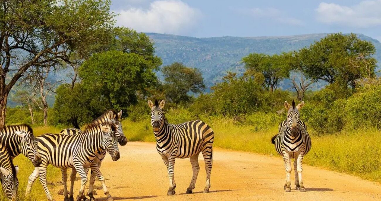 Bucket List Break ….. On Safari in South Africa - Image 7