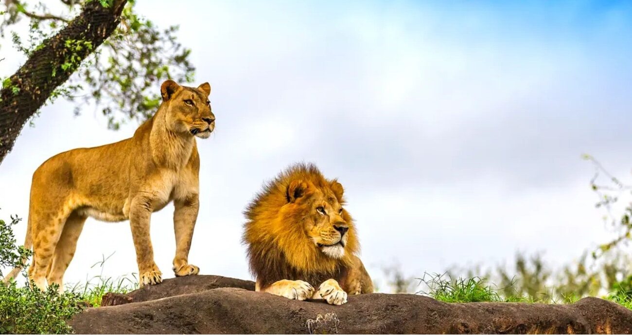 Bucket List Break ….. On Safari in South Africa - Image 5