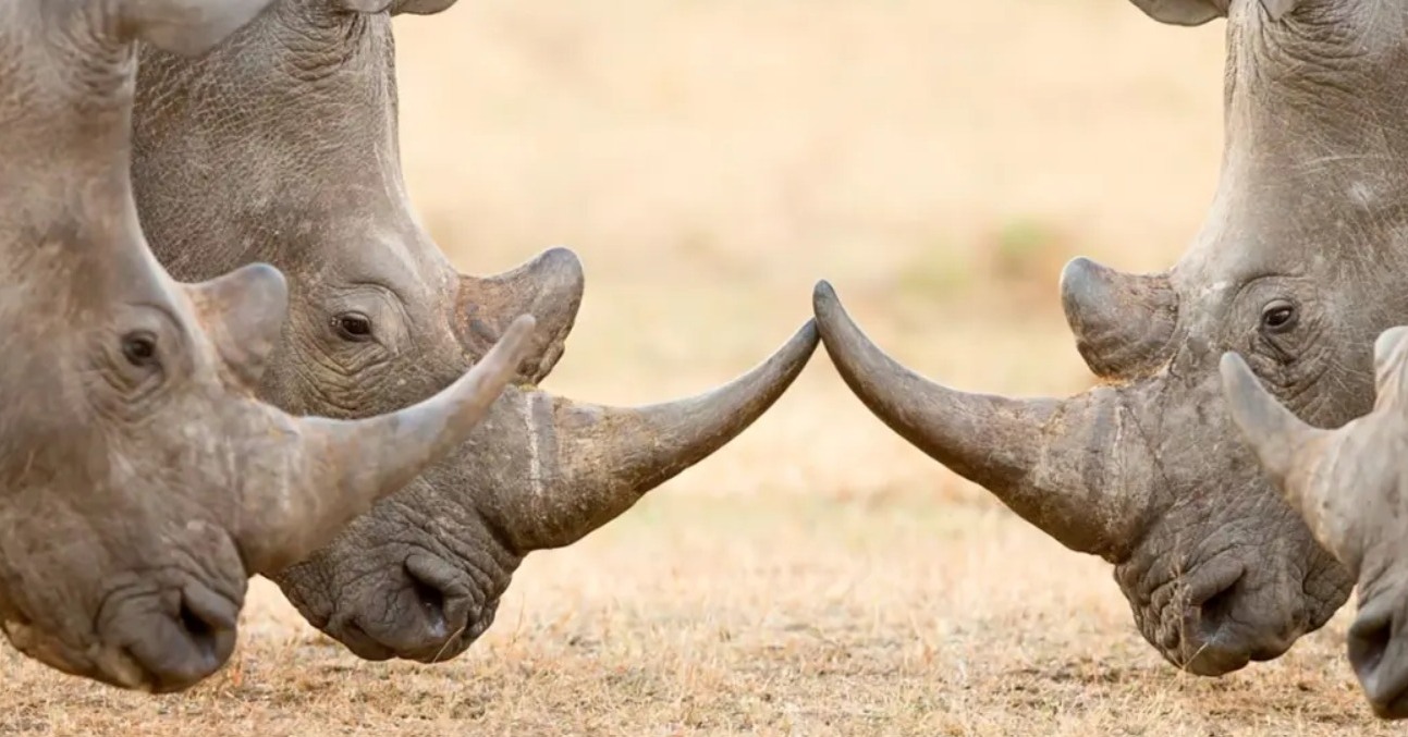 Bucket List Break ….. On Safari in South Africa - Image 4