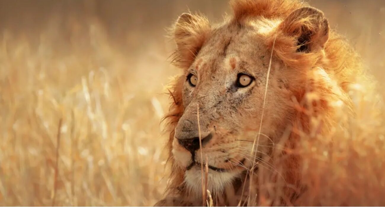 Bucket List Break ….. On Safari in South Africa - Image 3