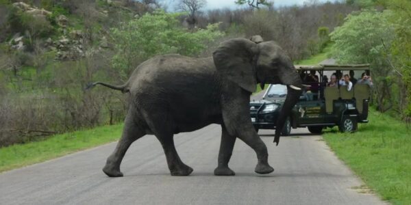 Bucket List Break ….. On Safari in South Africa