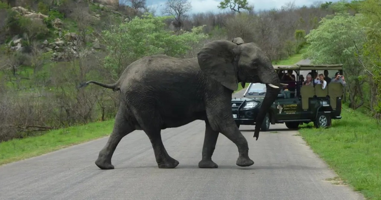 Bucket List Break ….. On Safari in South Africa - Image 1