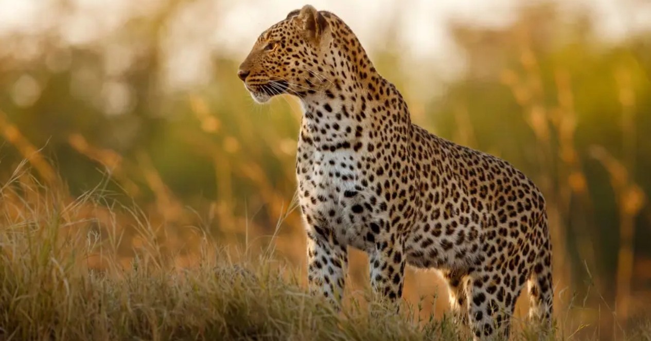 Bucket List Break ….. On Safari in South Africa - Image 2