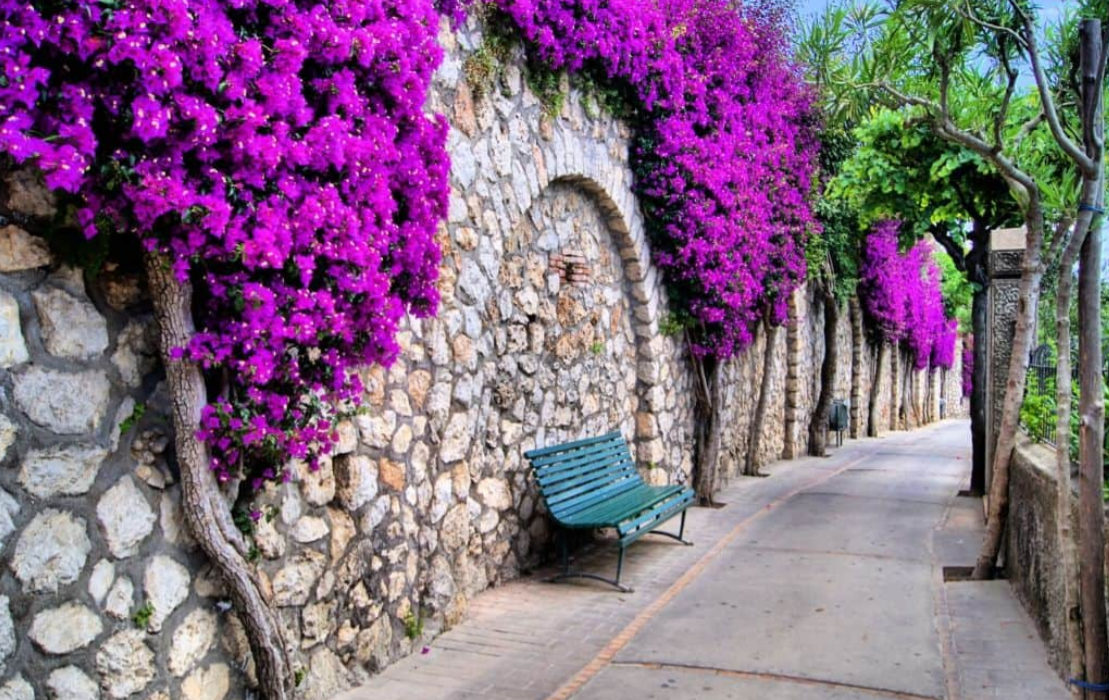Sorrento Coast, Pompeii & Capri Tour – NInja FAVE - Image 3