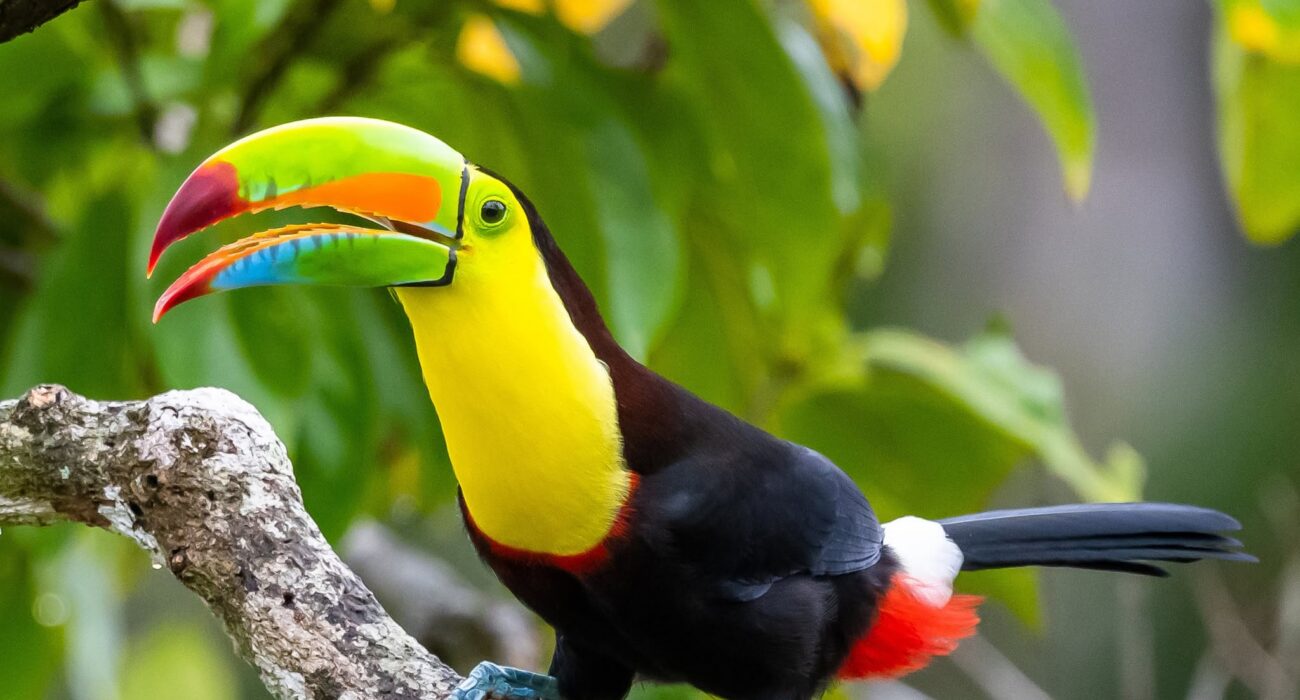 Discover Costa Rica & Nosara Beach Stay - Image 1