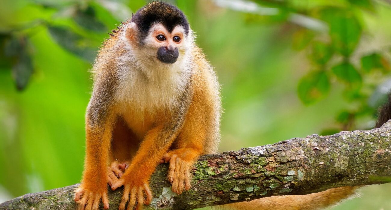 Discover Costa Rica & Nosara Beach Stay - Image 3