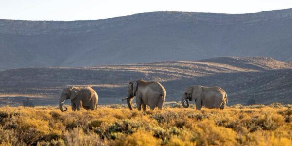 Cape Town with Safari and Winelands Tour