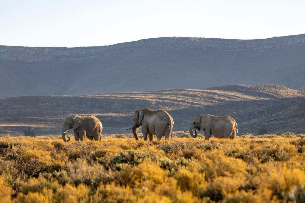 Cape Town with Safari and Winelands Tour - Image 1