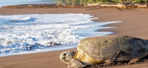 Costa Rica Special – Small Group Tour