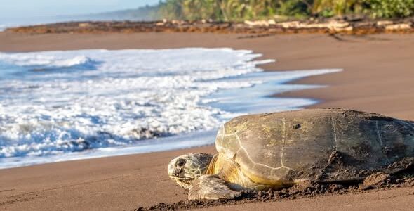 Costa Rica Special – Small Group Tour