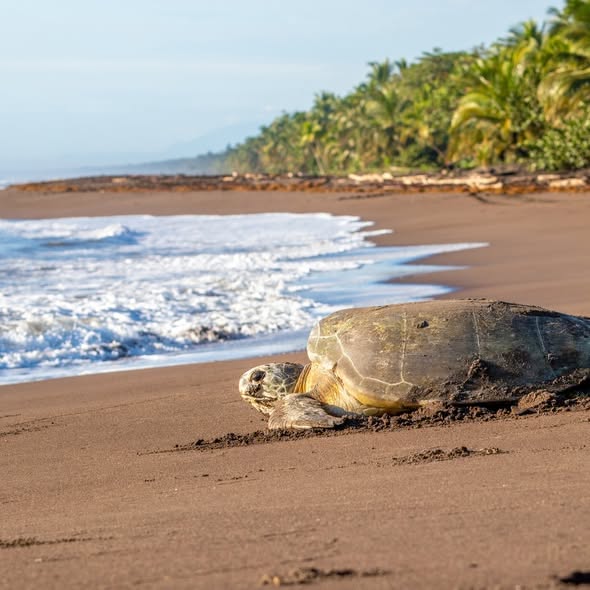 Costa Rica Special – Small Group Tour - Image 1
