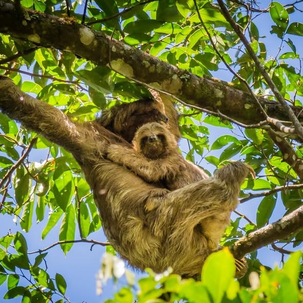 Costa Rica Special – Small Group Tour - Image 2
