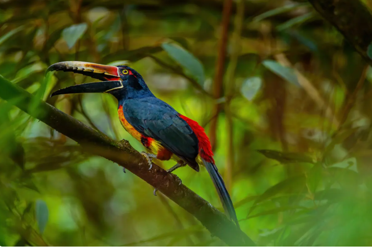 Costa Rica Special – Small Group Tour - Image 5